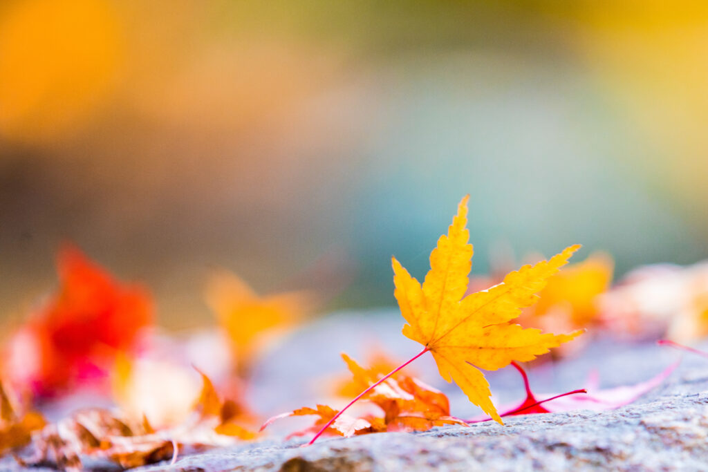 A single golden autumn leaf resting on stone, illuminated by soft light — symbolizing the Ars Cogitans homeschool focus on quiet observation and divine order.