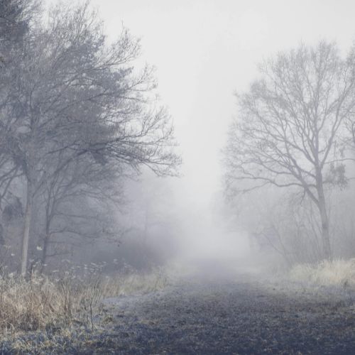 A quiet winter path lined with bare trees and soft fog, creating a peaceful, reflective atmosphere.