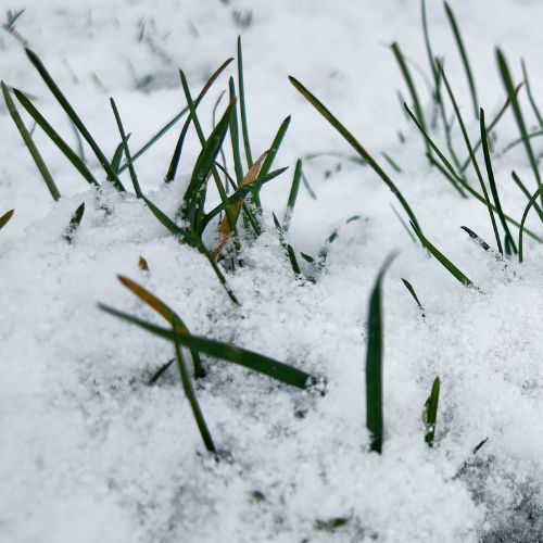 Green blades of grass peeking through fresh snow, symbolizing a simple winter homeschool rhythm.